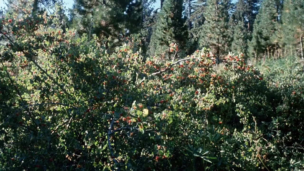 The Forest screenshot 1