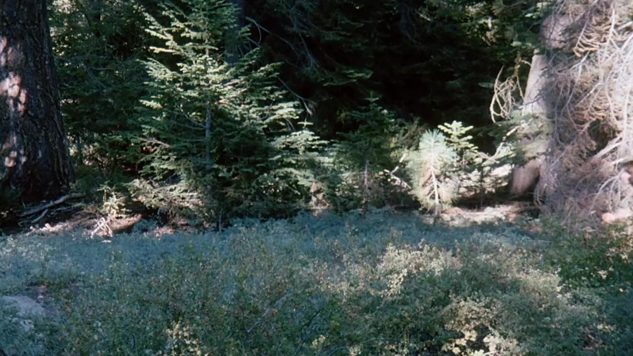 The Forest screenshot 2