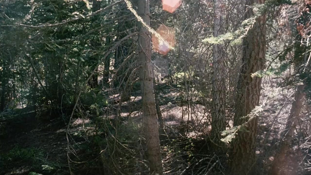 The Forest screenshot 3