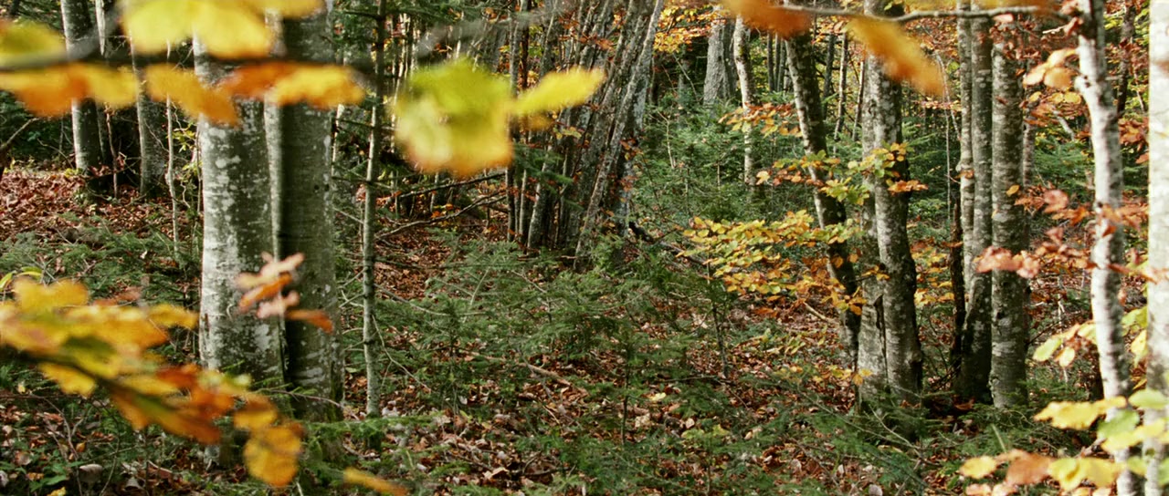 Le renard et l'enfant screenshot 2