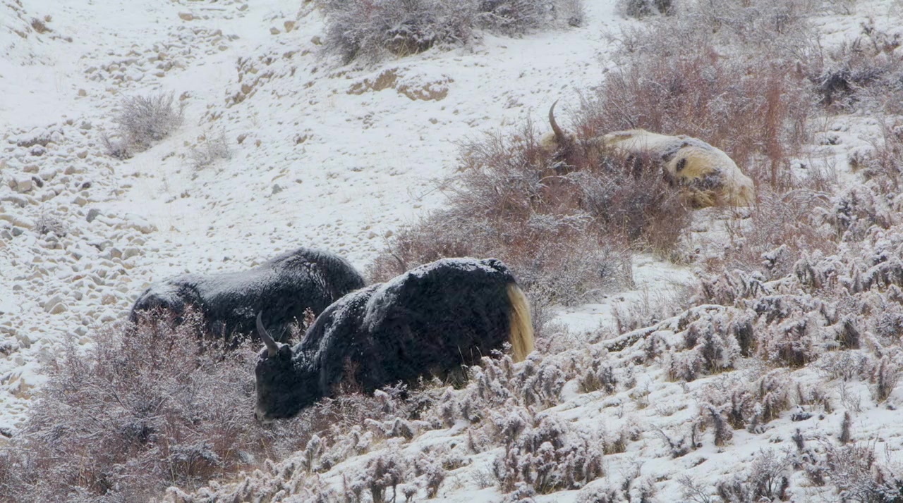 Le royaume glacé de la panthère des neiges screenshot 1