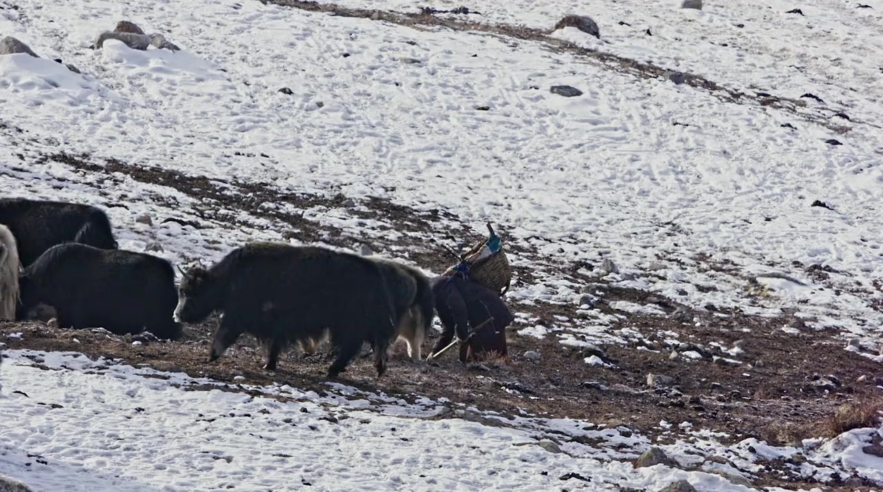 Le royaume glacé de la panthère des neiges screenshot 2