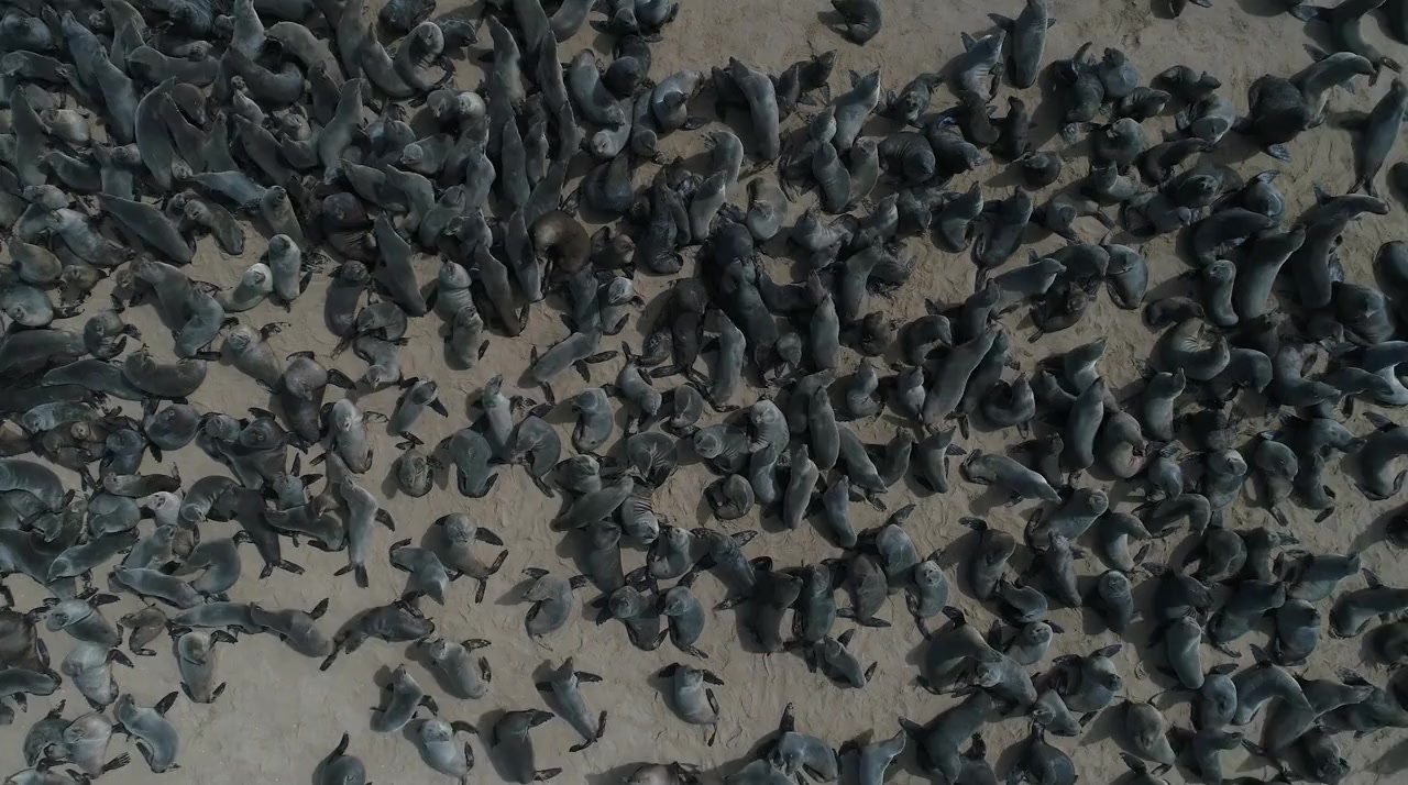 The Gut Movie screenshot 2