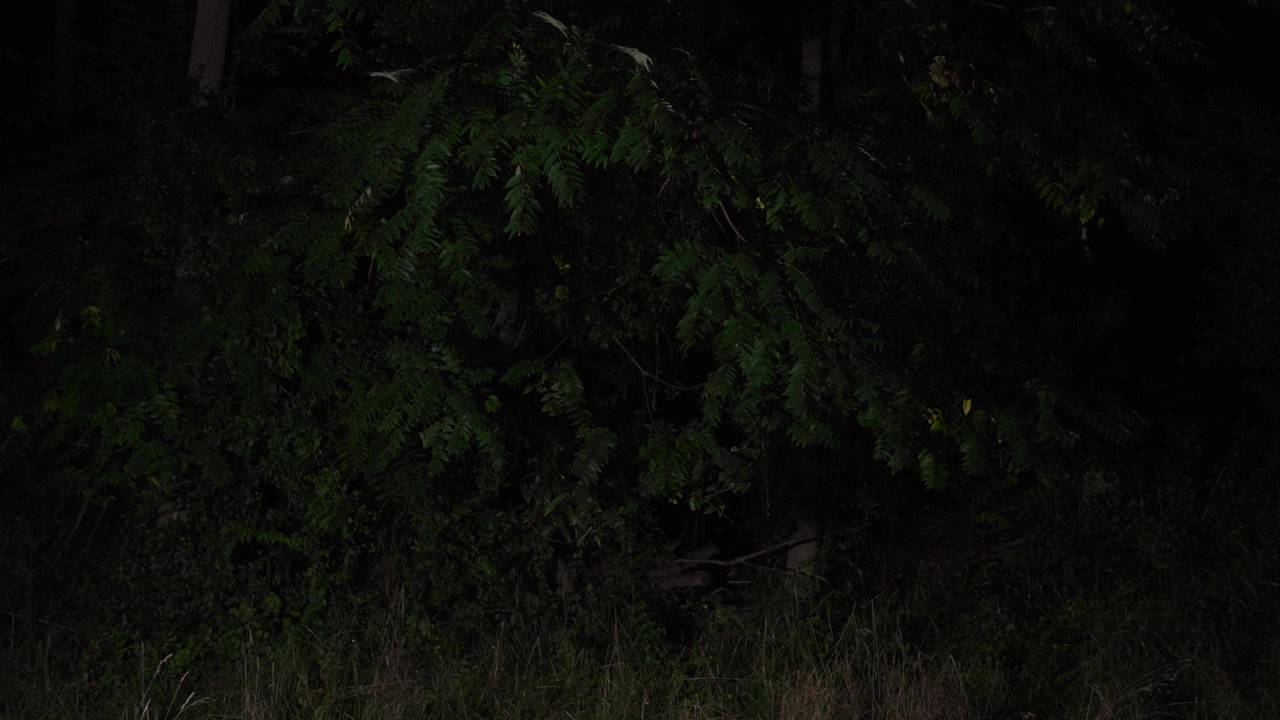 The Girl in the Woods screenshot 2
