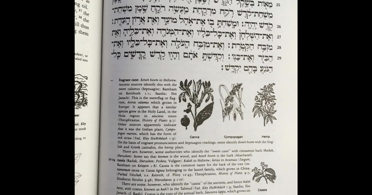 The God Plant screenshot 3