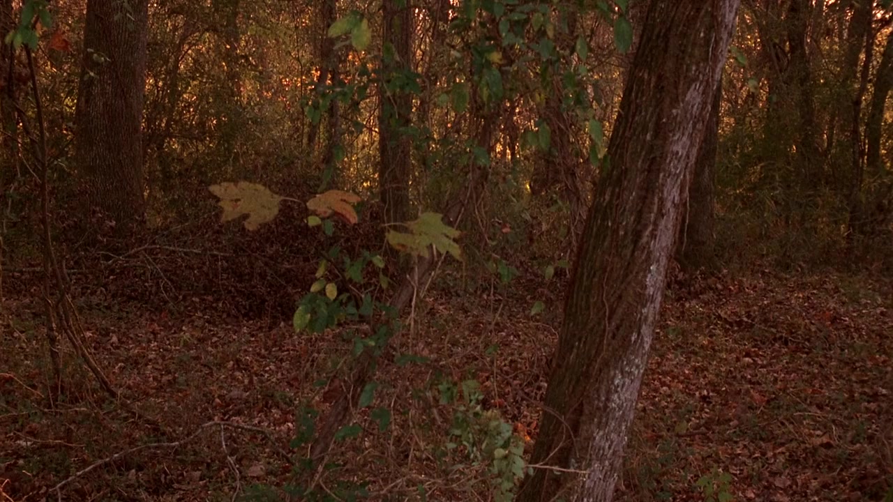 The Grass Harp screenshot 2