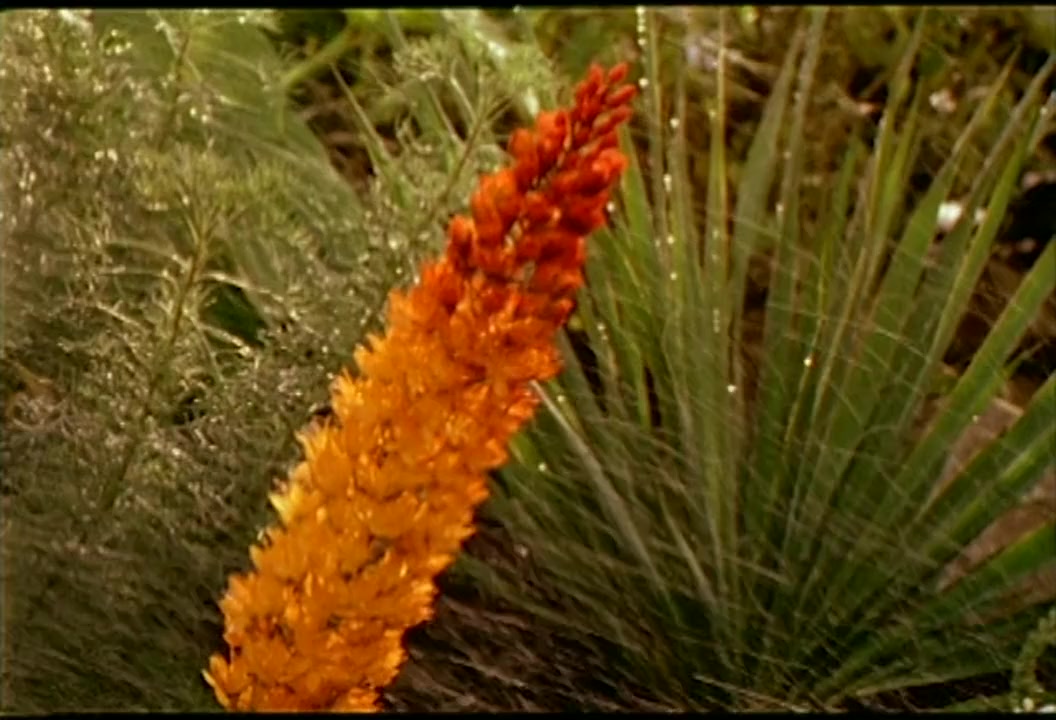 The Hanging Garden screenshot 1