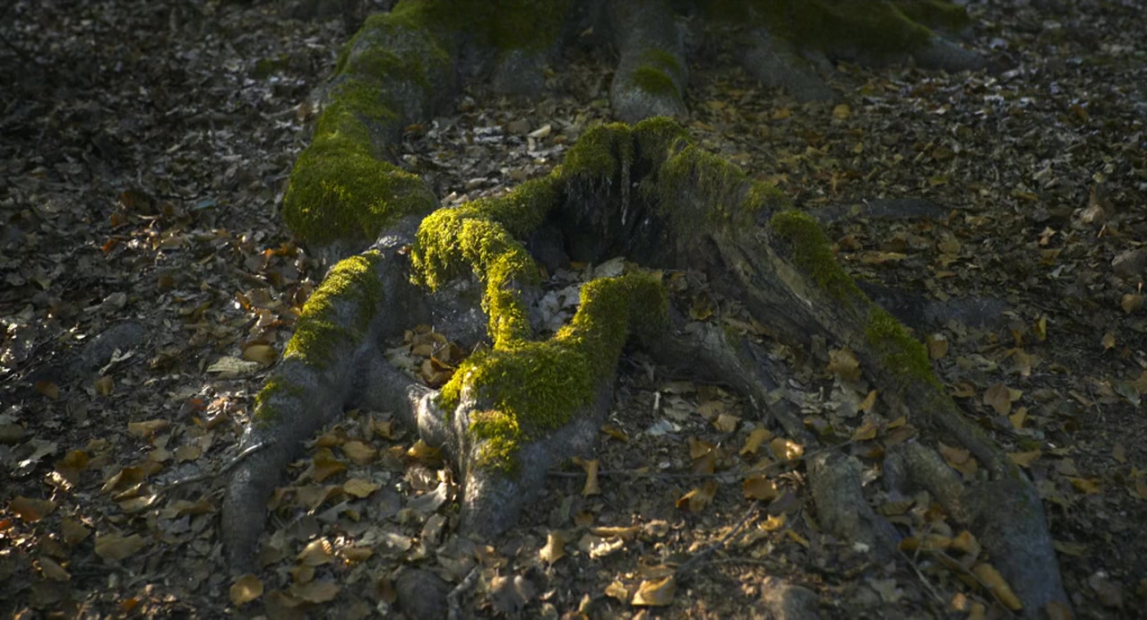 Das geheime Leben der Bäume screenshot 2