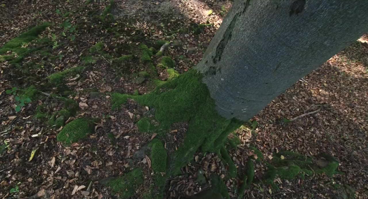 Das geheime Leben der Bäume screenshot 3