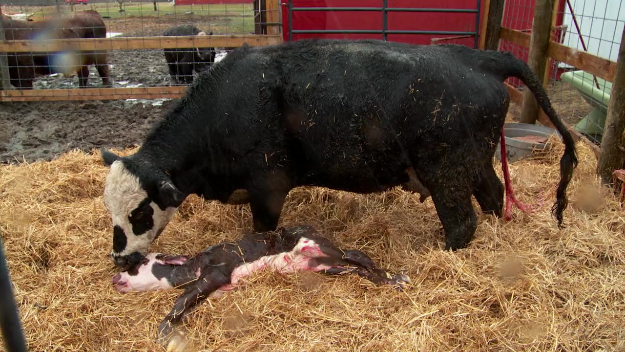 Incredible! The Story of Dr. Pol screenshot 1