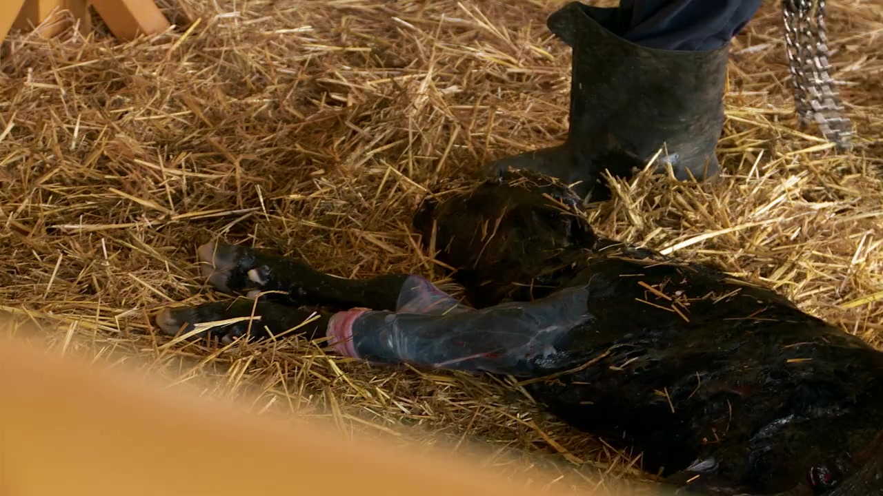 Incredible! The Story of Dr. Pol screenshot 3
