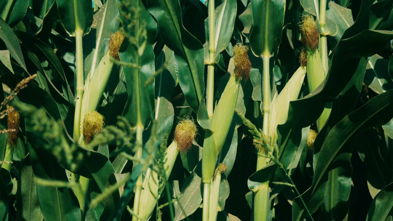 The Informant screenshot 1