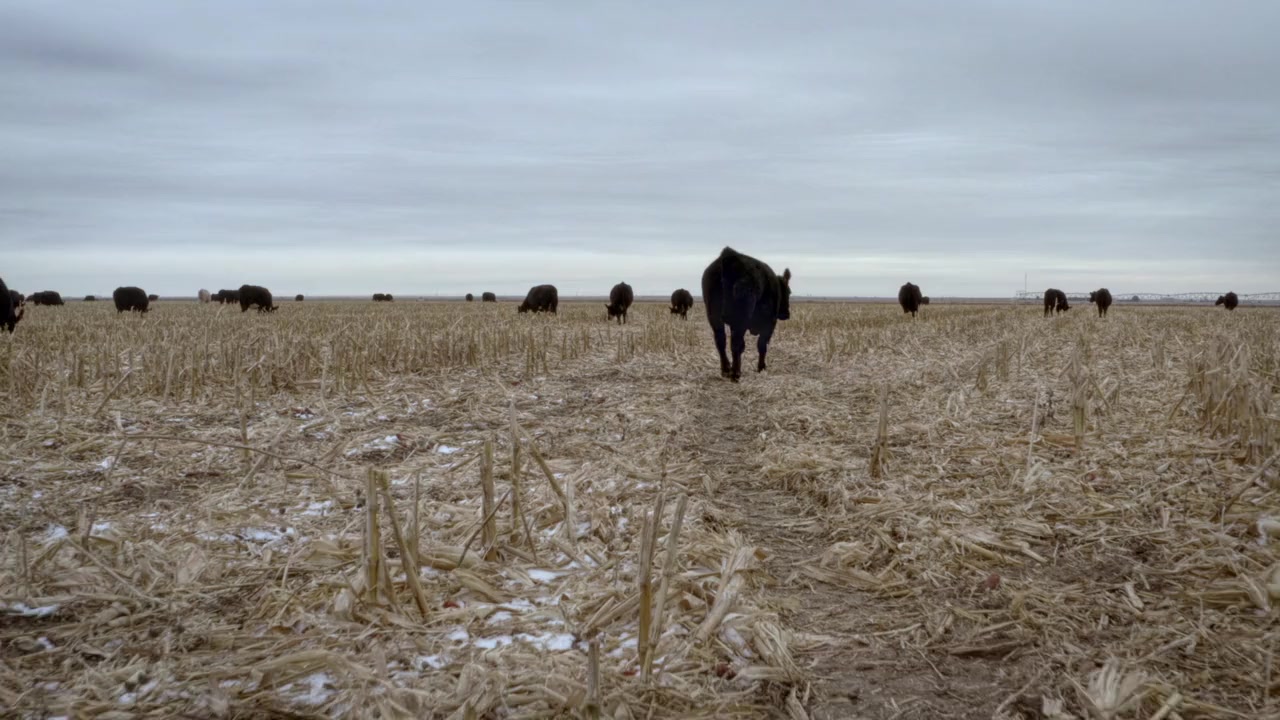 The Informant: Fear and Faith in the Heartland screenshot 3