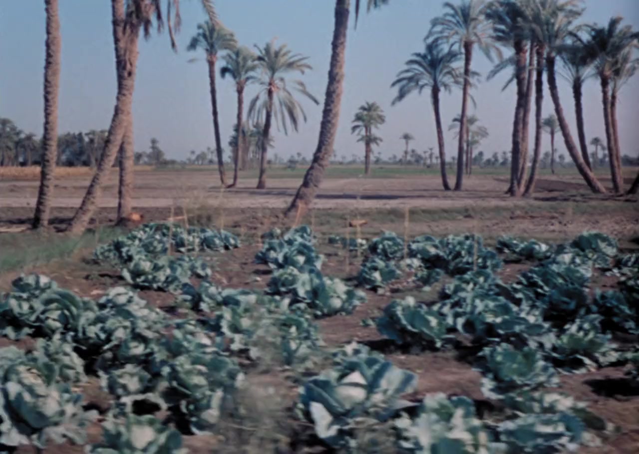 Al-ard screenshot 1