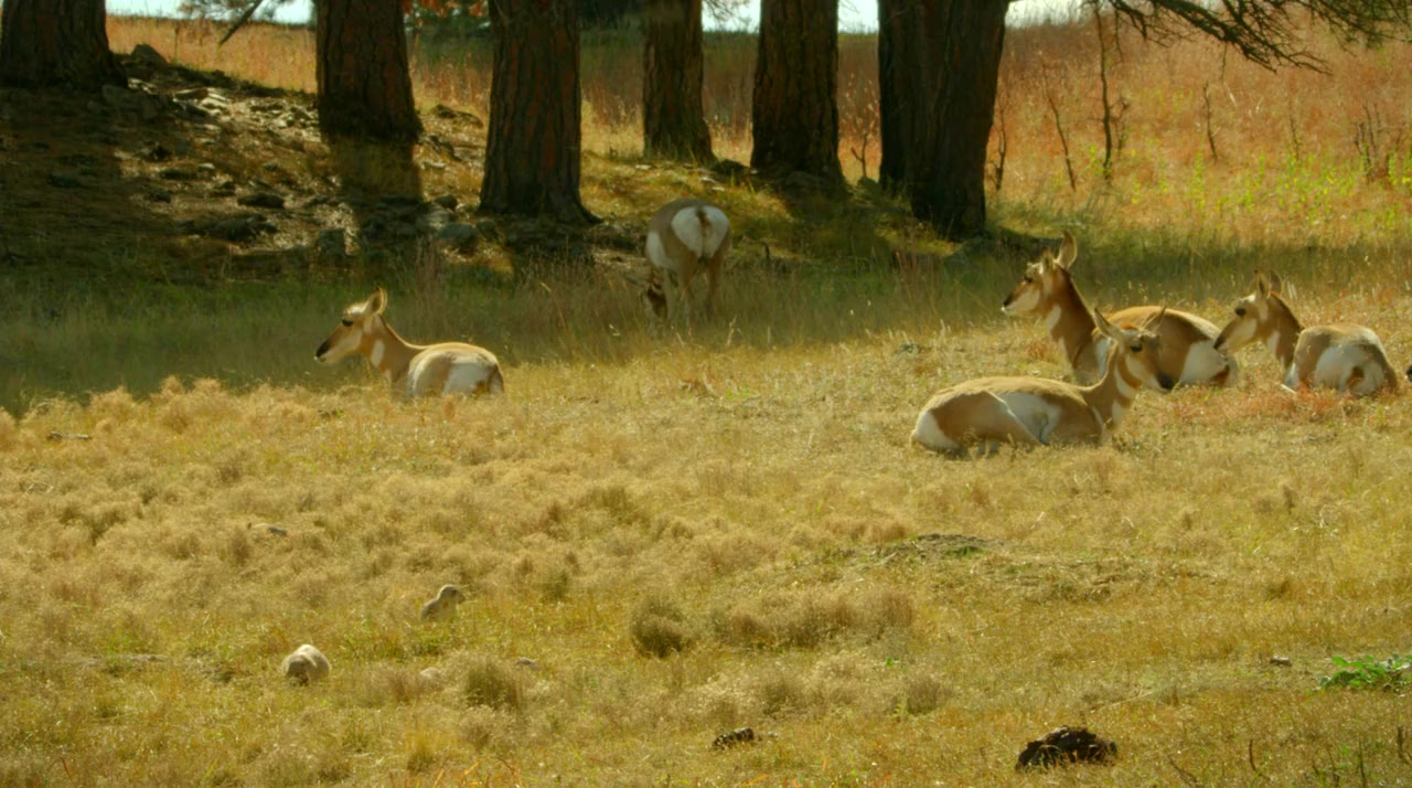 The Last Buffalo screenshot 1