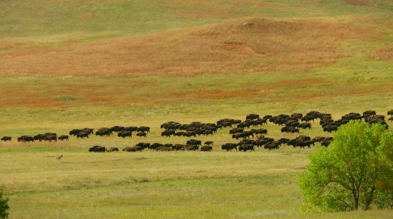 The Last Buffalo screenshot 2
