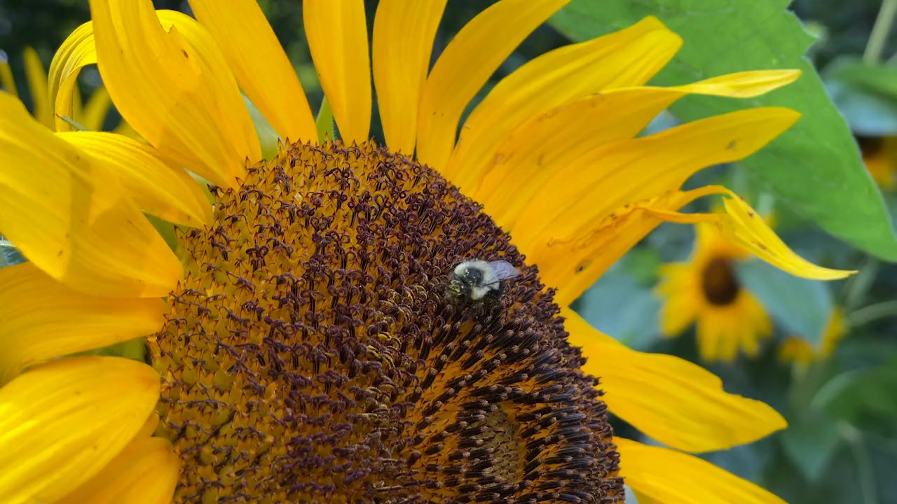 The Last Bumblebee screenshot 3