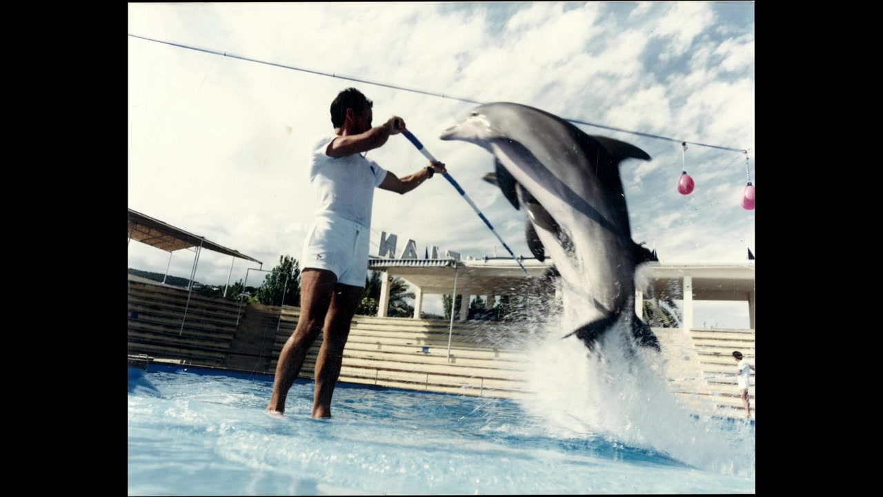 ¿Qué le pasó al rey de los delfines? screenshot 1