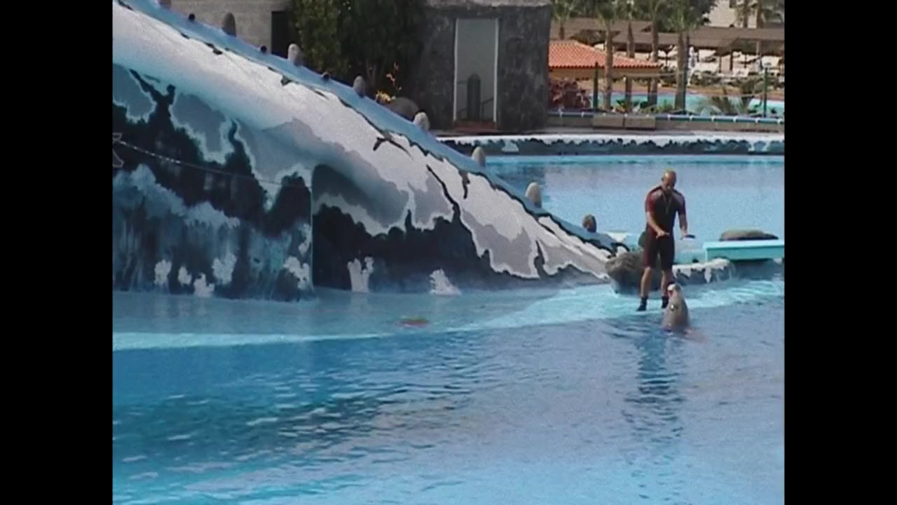 ¿Qué le pasó al rey de los delfines? screenshot 3
