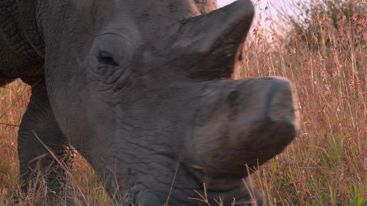 The Last Rhinos: A New Hope screenshot 1