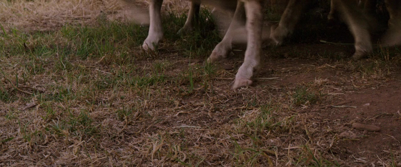 The Pack screenshot 1