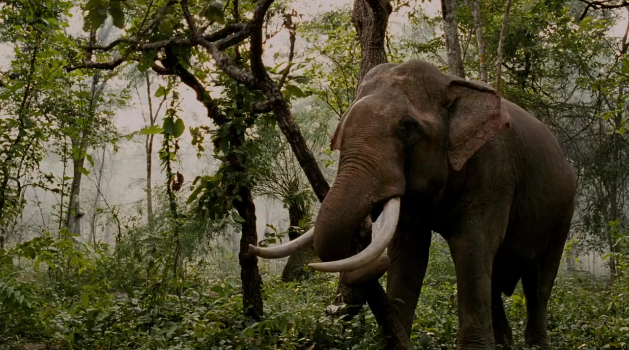 Tom yum goong screenshot 1