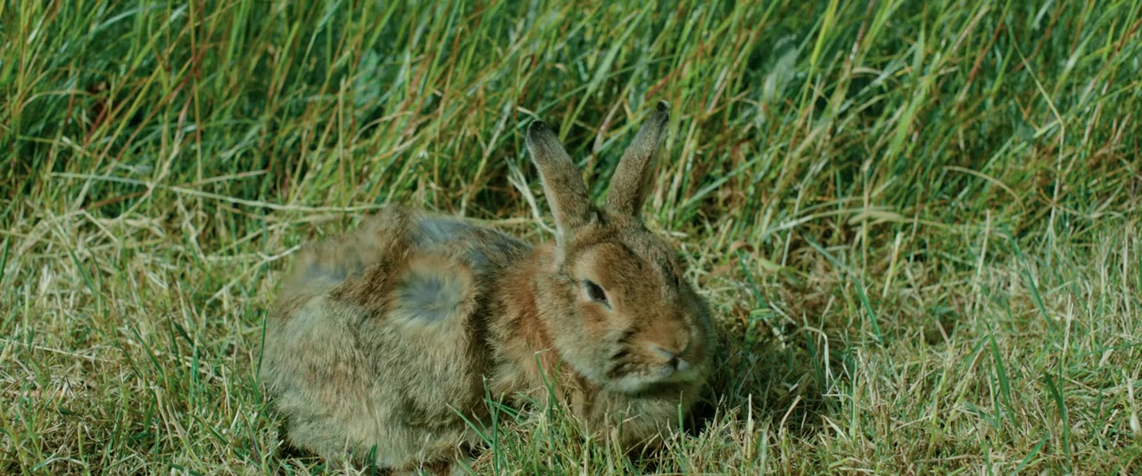 The Radleys screenshot 2