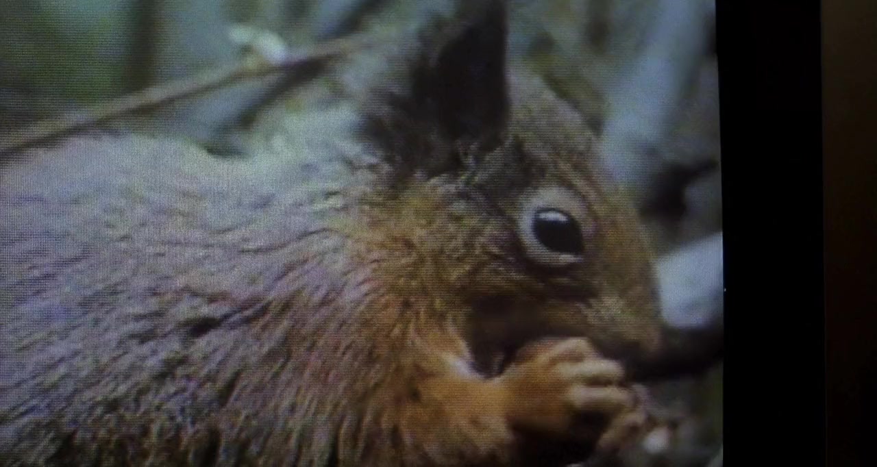 La ardilla roja screenshot 1