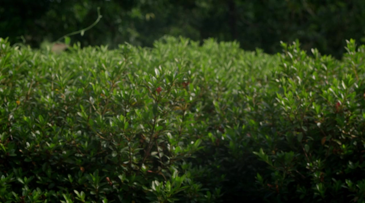 O Estigma screenshot 3