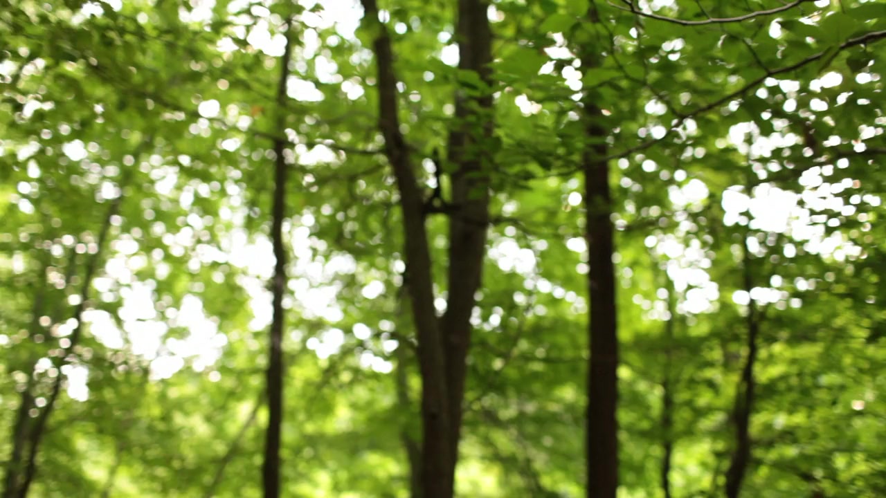 The Stream screenshot 2