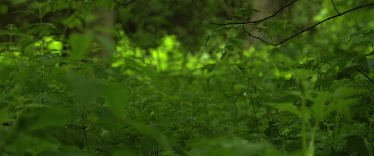 The Survivalist screenshot 3
