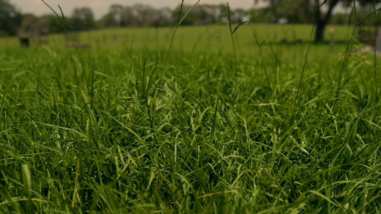 The Symbiotic Alien Link screenshot 2