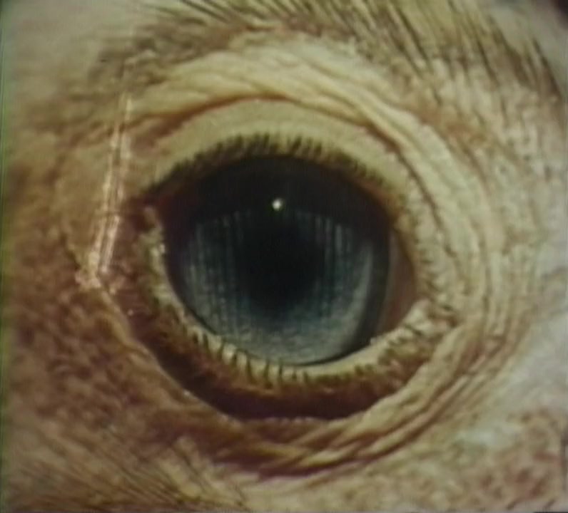 The Searching Eye screenshot 1