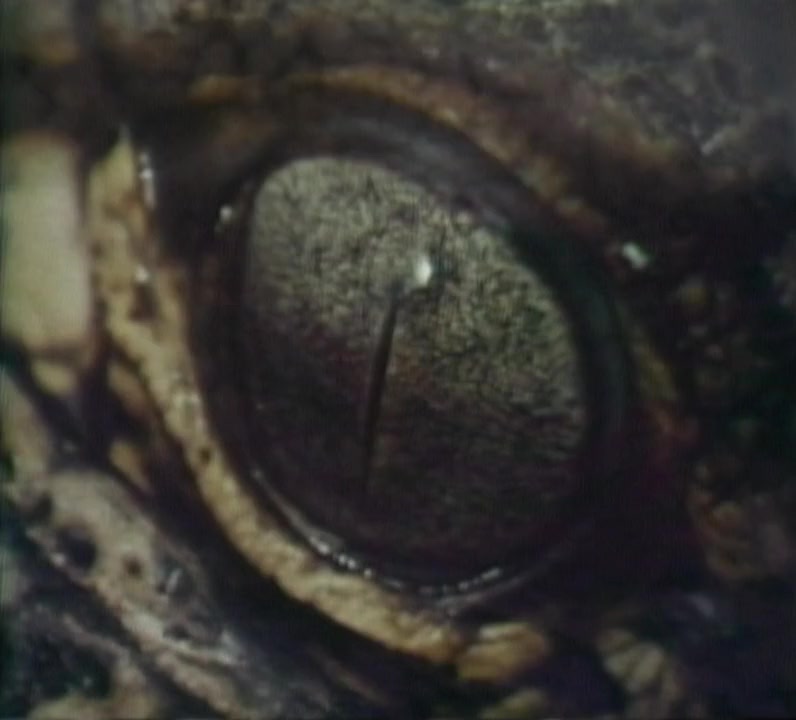 The Searching Eye screenshot 2