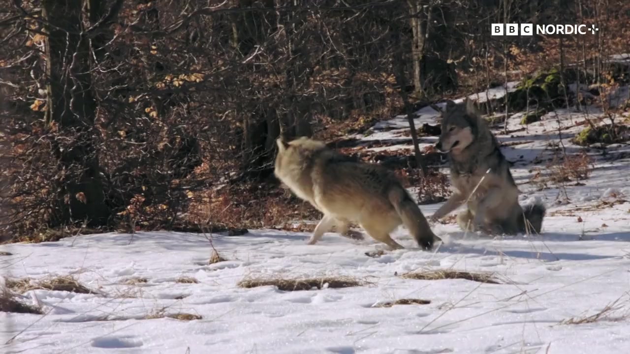 The Snow Wolf: A Winter's Tale screenshot 2