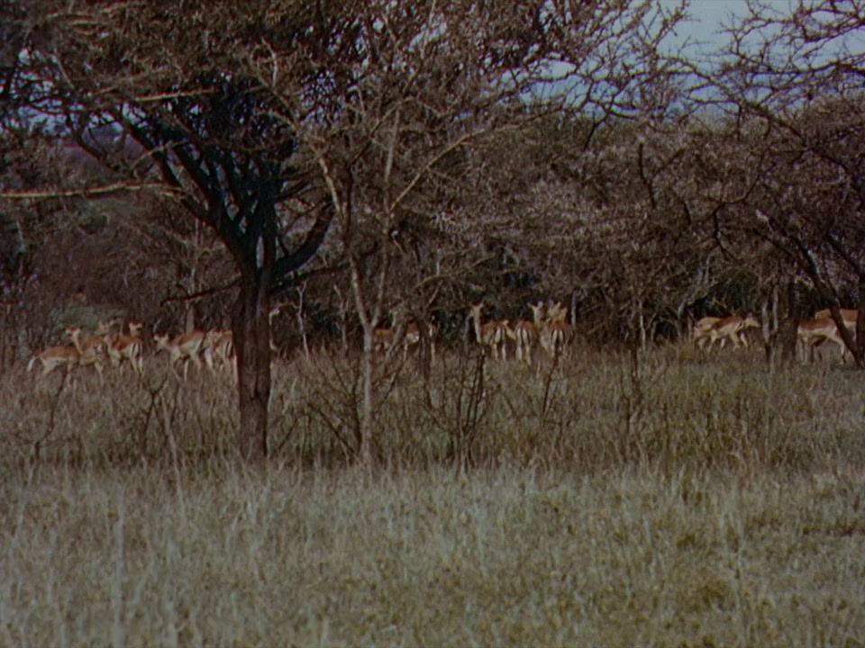The Snows of Kilimanjaro screenshot 1