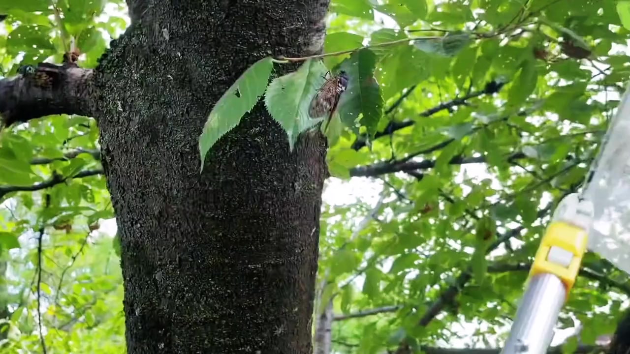 The Sound of Summer screenshot 3