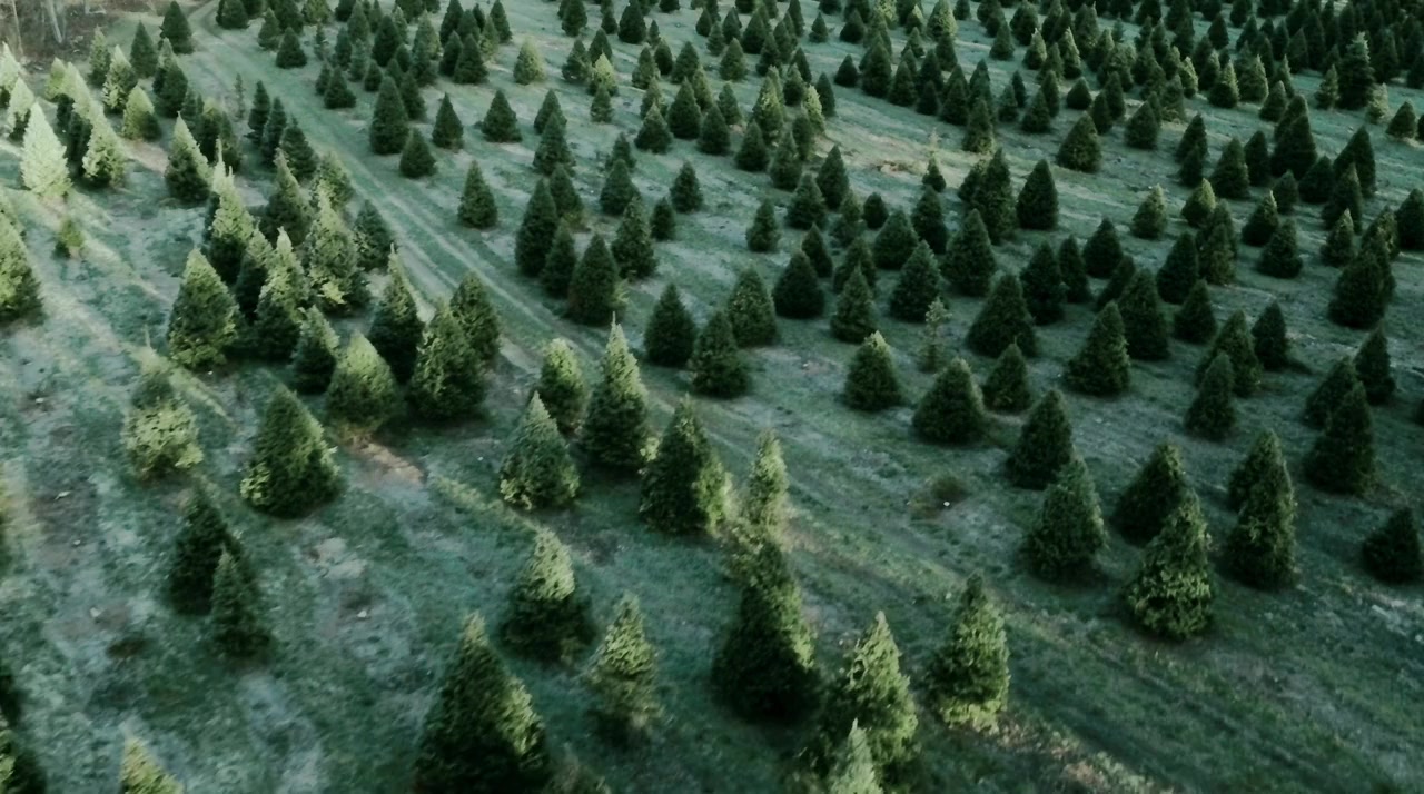 The Spruces and the Pines screenshot 2