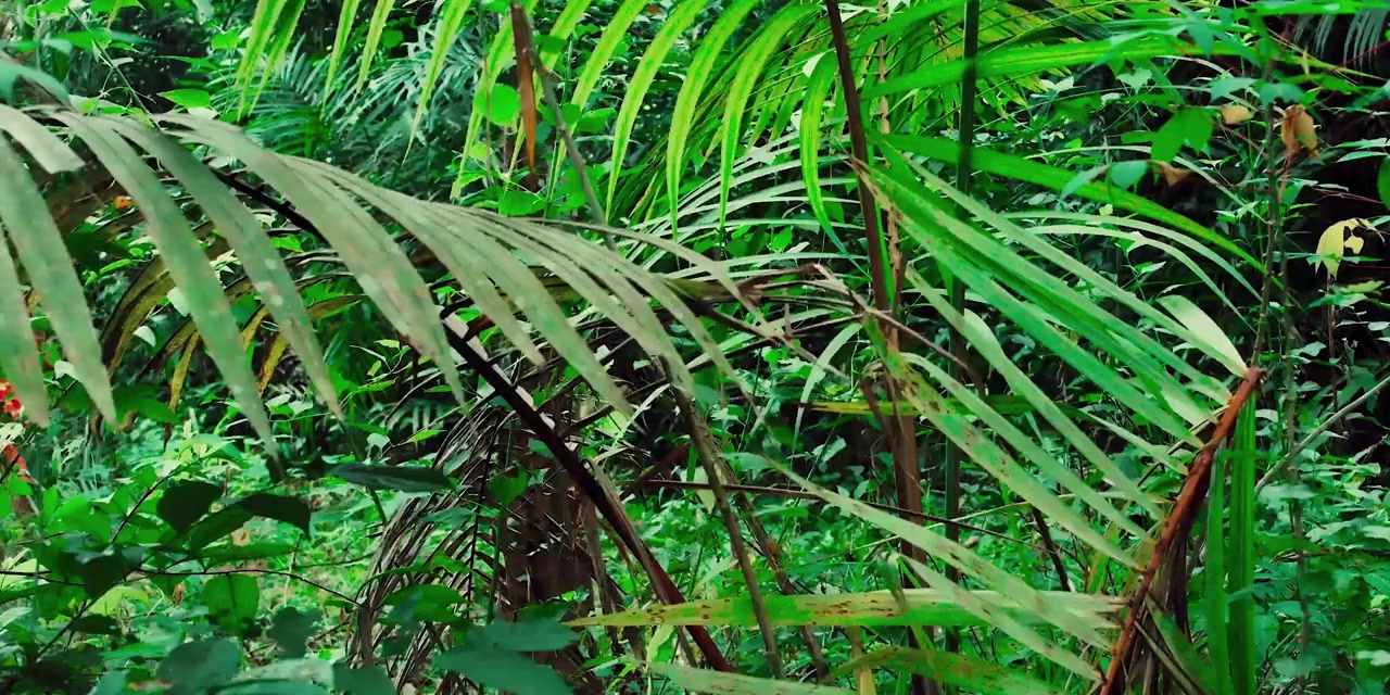 The Twins Killing Forests screenshot 1