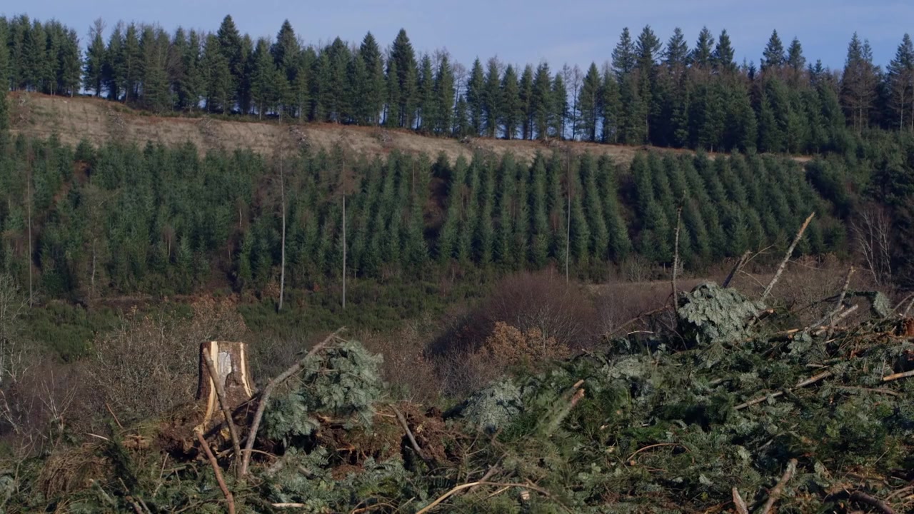 Le temps des forêts screenshot 1