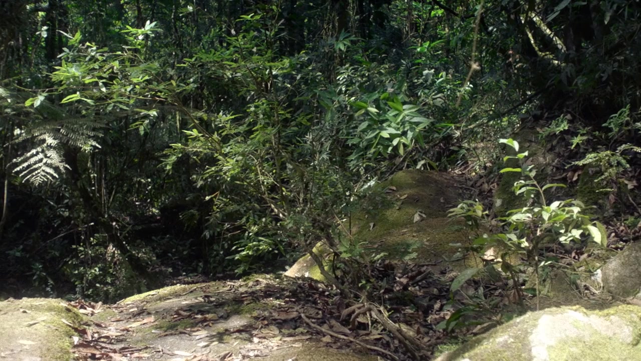 Coiote screenshot 1