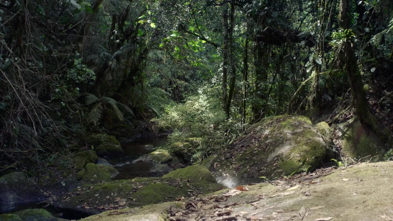 Coiote screenshot 2