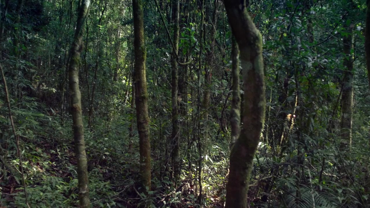 Coiote screenshot 3