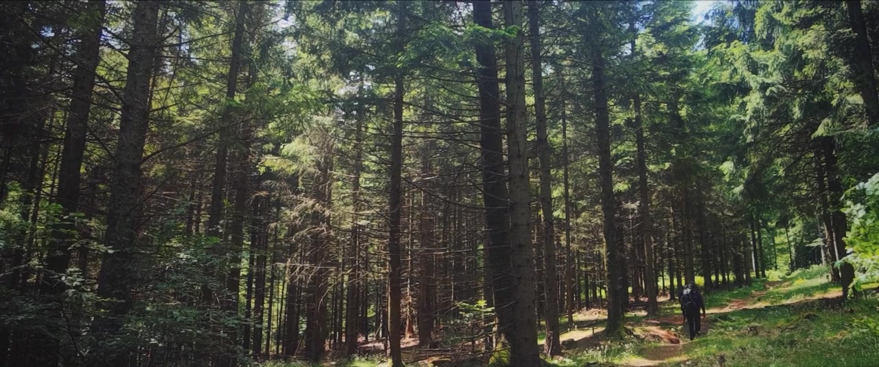 The Trail screenshot 1