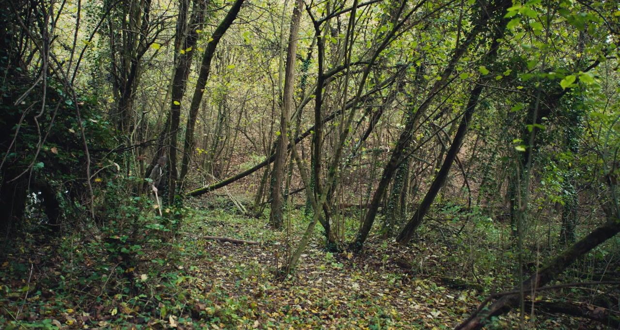 The Truffle Hunters screenshot 1