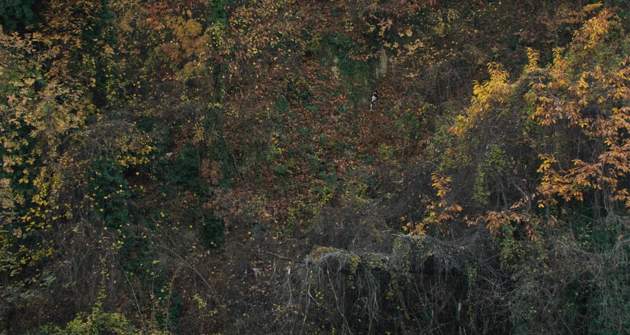 The Truffle Hunters screenshot 3