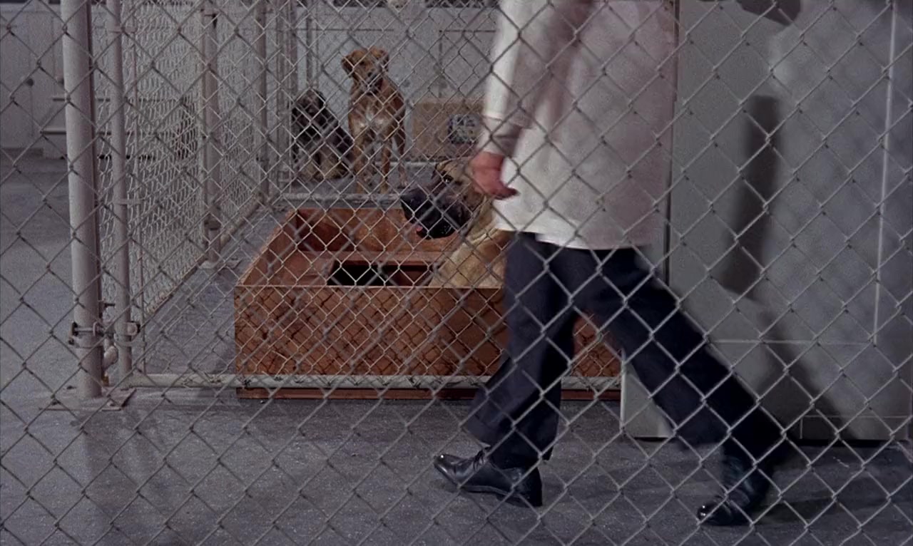 The Ugly Dachshund screenshot 2