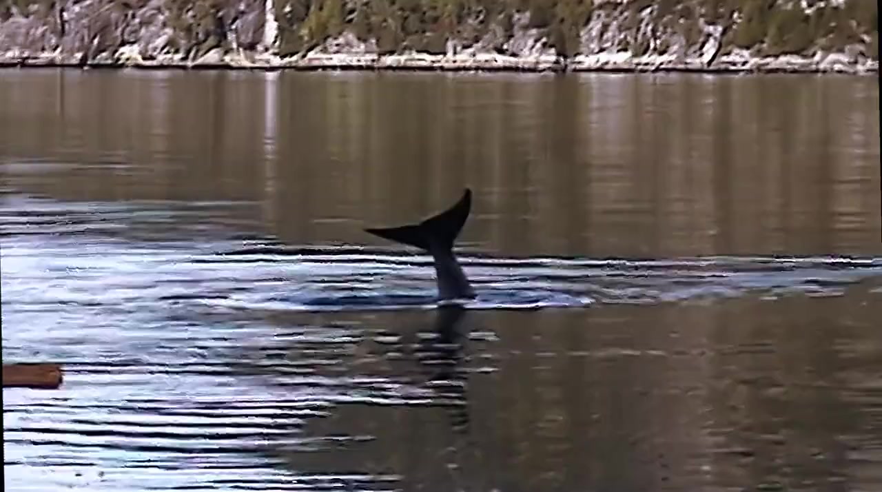 The Whale screenshot 2