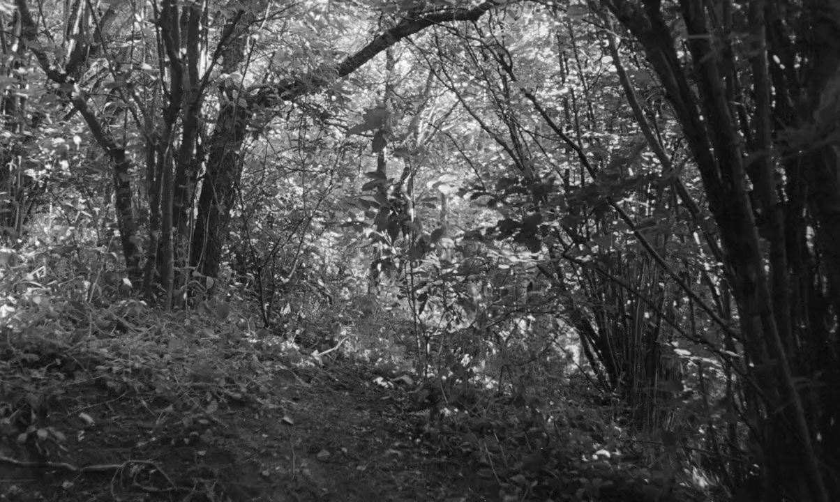 L'enfant sauvage screenshot 2