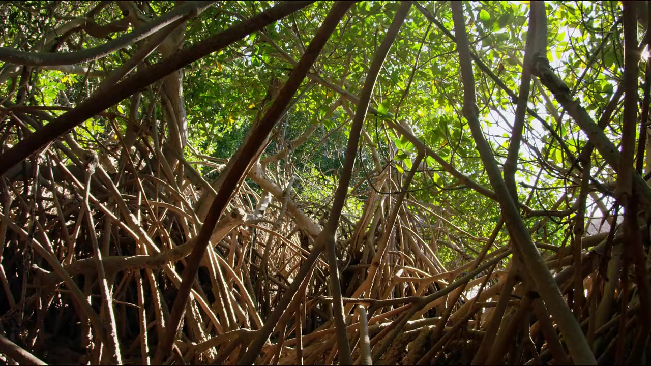 The Wild Pacific screenshot 1